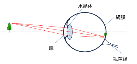 図3.1　人間の目の構造